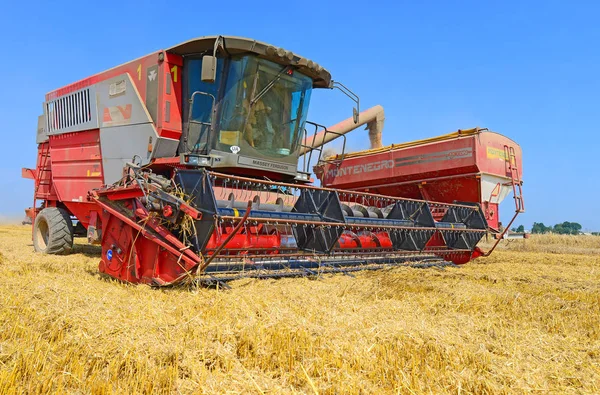 Cosechadora Grano Sobrecargado Tanque Grano Del Remolque Tractor — Foto de Stock