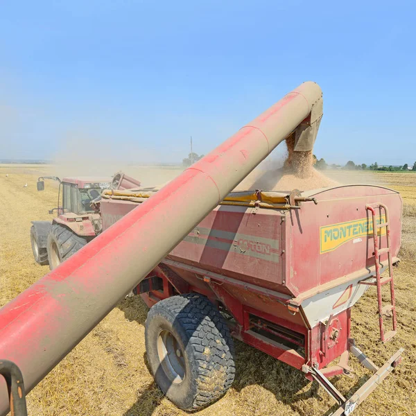 トラクター トレーラーの穀物タンクに穀物の収穫をオーバー ロード — ストック写真
