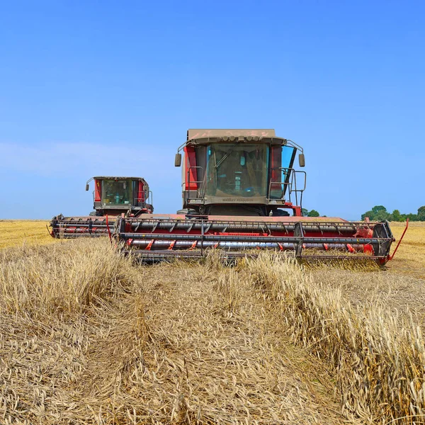 Combine Harvesters Working Wheat Field Harvesting Countryside — Stock Fotó