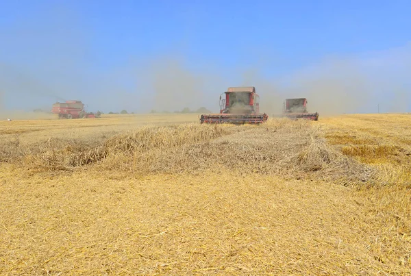 Комбайны Работающие Пшеничном Поле Уборка Урожая Сельской Местности — стоковое фото