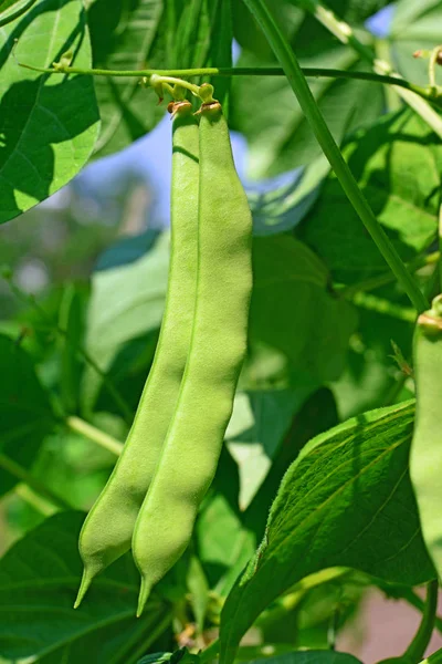 Young Bean Pods Close — 图库照片