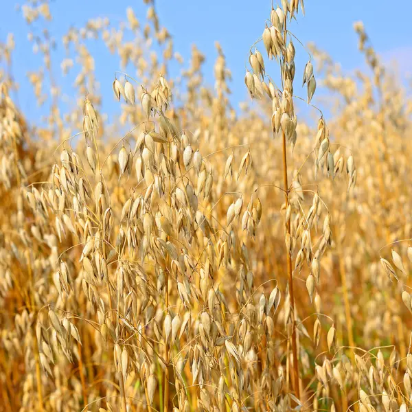 Wheat Field Agriculture Nature Background — ストック写真