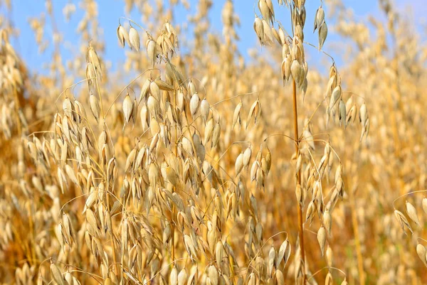 Wheat Field Agriculture Nature Background — ストック写真