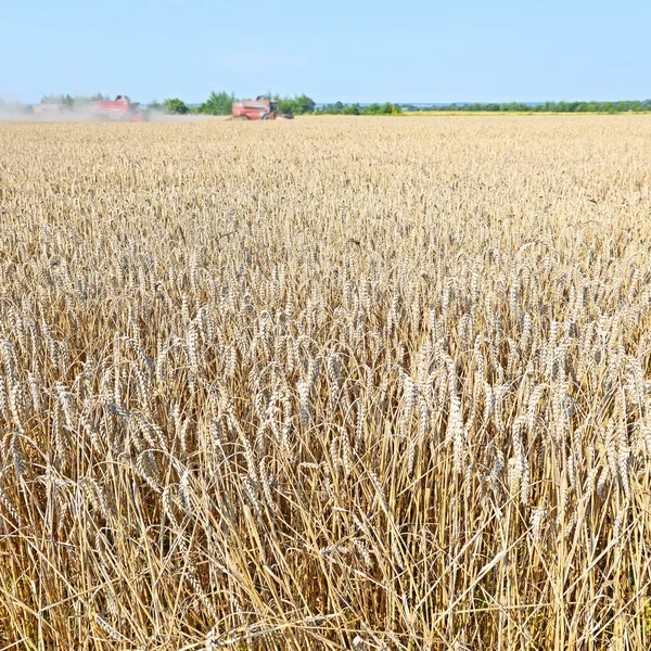 Wheat Field Agriculture Nature Background — Stock fotografie