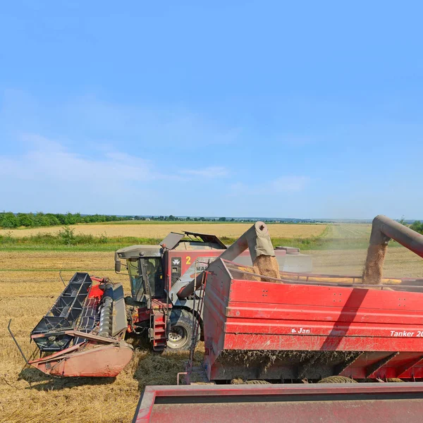 Cosechadora Grano Sobrecargado Tanque Grano Del Remolque Tractor — Foto de Stock