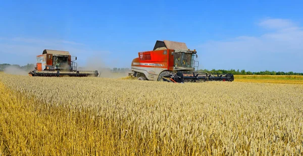 Buğday tarlasında çalışan hasatçıları birleştirin, kırsal kesimde hasat yapın.