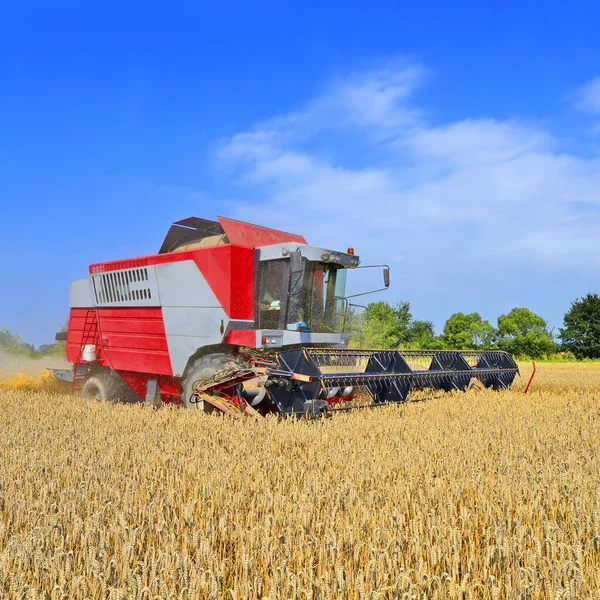 Combine Harvester Working Wheat Field Harvesting Countryside — Photo