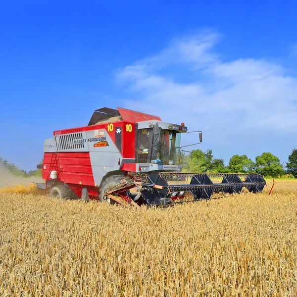 Combine Harvester Working Wheat Field Harvesting Countryside — Fotografia de Stock