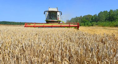 Buğday tarlasında çalışan hasatçıyı birleştirin, kırsal alanda hasat yapın.