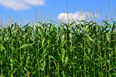 Kırsal alanda genç yeşil mısır koçanları