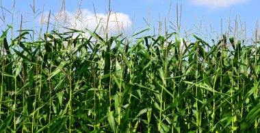 Kırsal alanda genç yeşil mısır koçanları