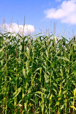 Young green corn cobs in the rural landscape