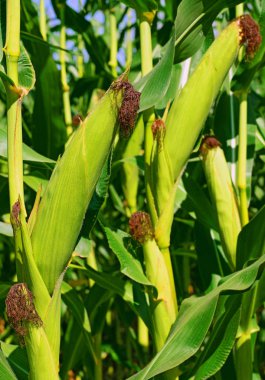 Kırsal alanda genç yeşil mısır koçanları