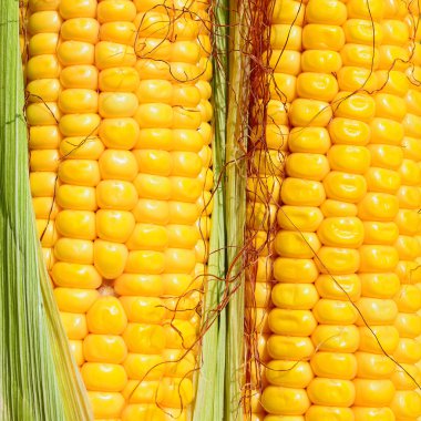 Bir tarladaki olgun mısır koçanlarının yakın görüntüsü 