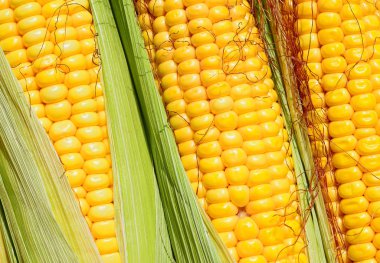 Bir tarladaki olgun mısır koçanlarının yakın görüntüsü 