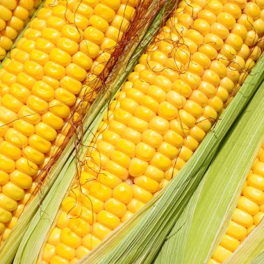 Bir tarladaki olgun mısır koçanlarının yakın görüntüsü 