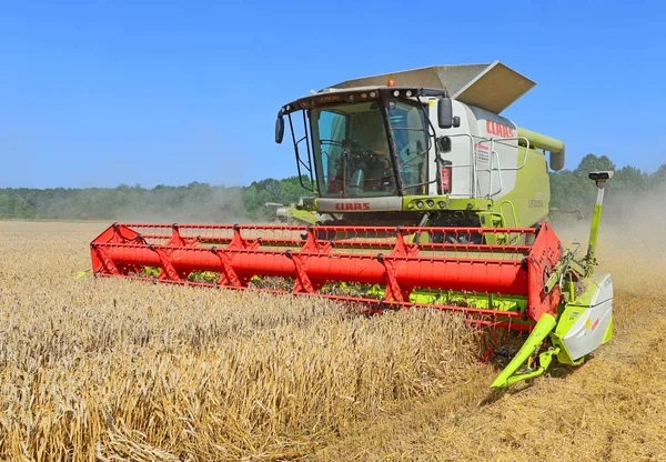 Combine Harvester Working Wheat Field Harvesting Countryside — Foto Stock