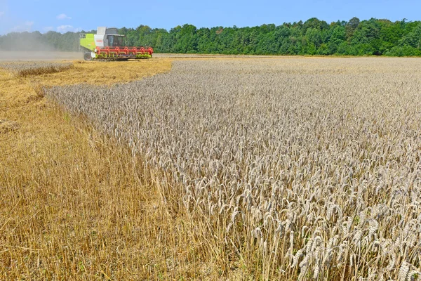 Комбайн Працює Пшеничному Полі Збирає Сільській Місцевості — стокове фото