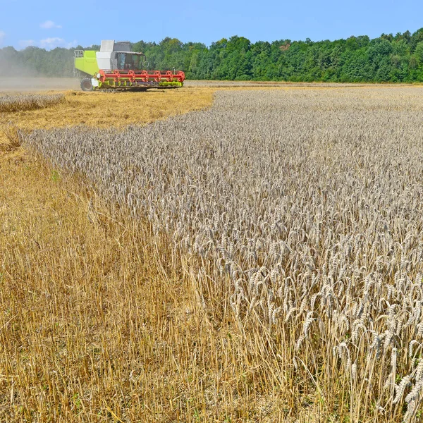 Kombinovat Kombajn Pracující Pšeničném Poli Sklizeň Venkově — Stock fotografie