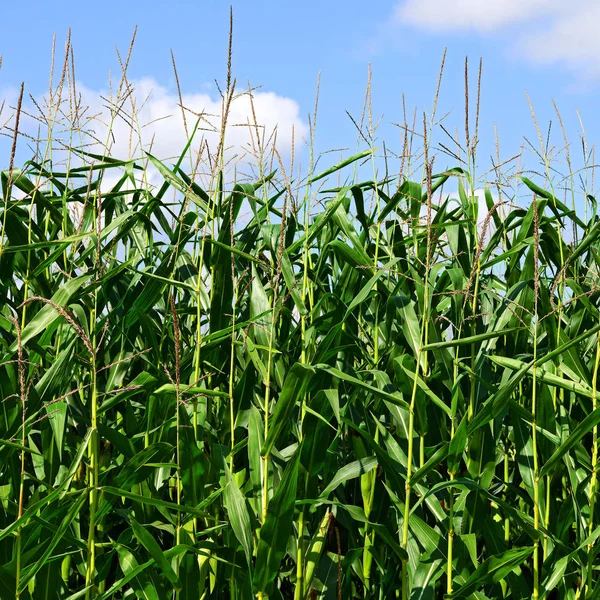 Young Green Corn Cobs Rural Landscape — Stockfoto