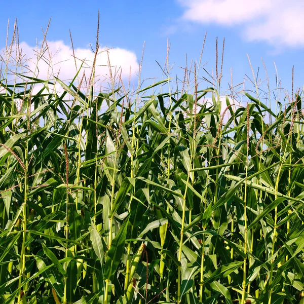 Jeunes Épis Maïs Vert Dans Paysage Rural — Photo