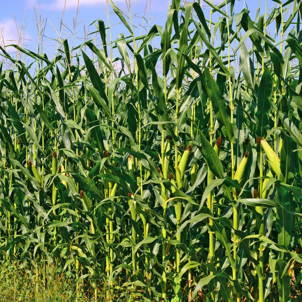 Young Green Corn Cobs Rural Landscape — Fotografia de Stock