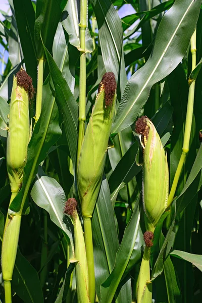 Young Green Corn Cobs Rural Landscape — Fotografia de Stock