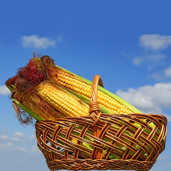 Ripe Corn Cobs Basket — Stock Photo, Image