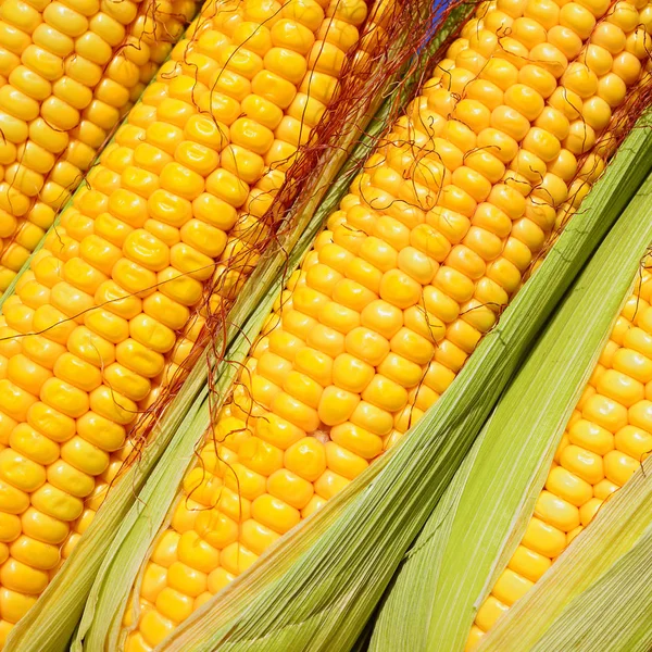 Close View Ripe Corn Cobs Field — 图库照片