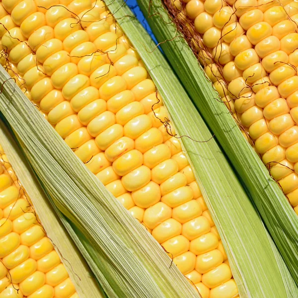 Close View Ripe Corn Cobs Field — Stock Fotó