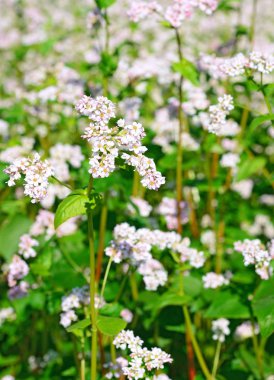 Karabuğday kırsal peyzaj alanı