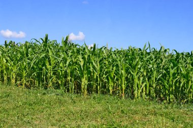 Kırsal alanda genç mısır ekinleri 