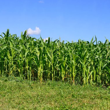 Kırsal alanda genç mısır ekinleri 