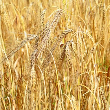 Güneşli bir günde altın buğday tarlası