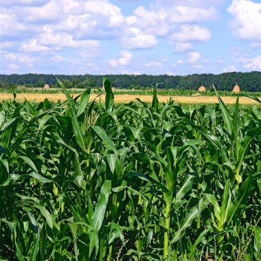 Kırsal alanda genç mısır ekinleri 