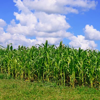 Kırsal alanda genç mısır ekinleri 