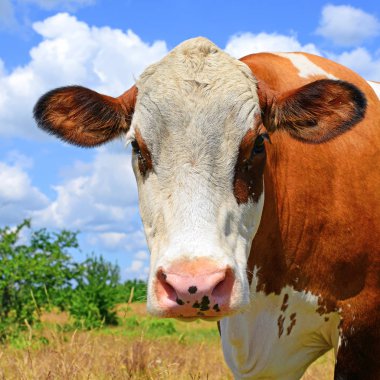 cow portrait on a blue sky background