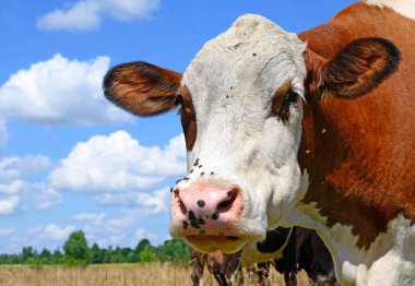cow portrait on a blue sky background