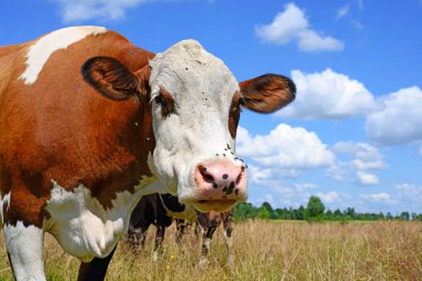 cow portrait on a blue sky background