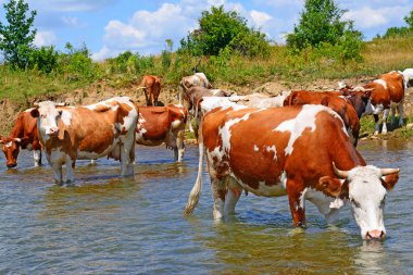İnekler yazın nehirde sulanıyor.