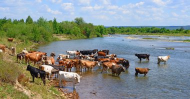 İnekler yazın nehirde sulanıyor.