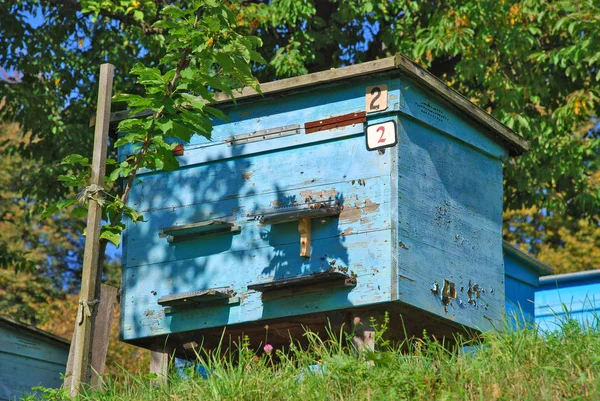 Een Bijenkorf Tuin — Stockfoto