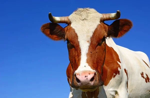 在草地上的一头漂亮的棕色和白色奶牛的近照 — 图库照片