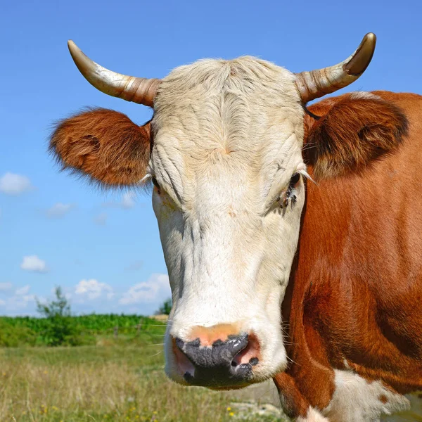 Cow Portrait Blue Sky Background — Stockfoto