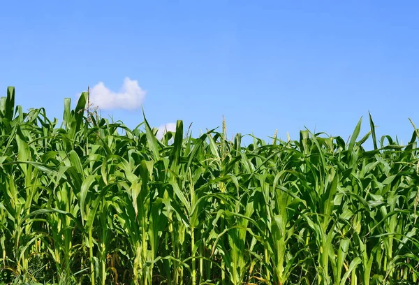 Jeunes Cultures Maïs Dans Paysage Rural — Photo