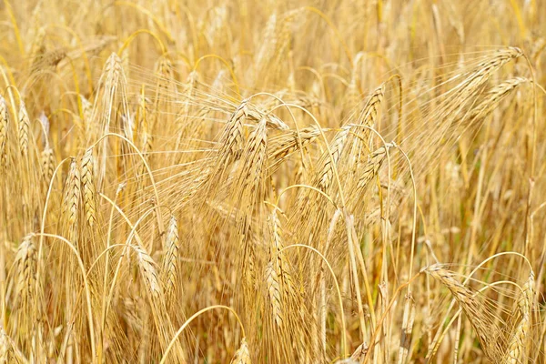 Wheat Field Agriculture Nature Background — Photo