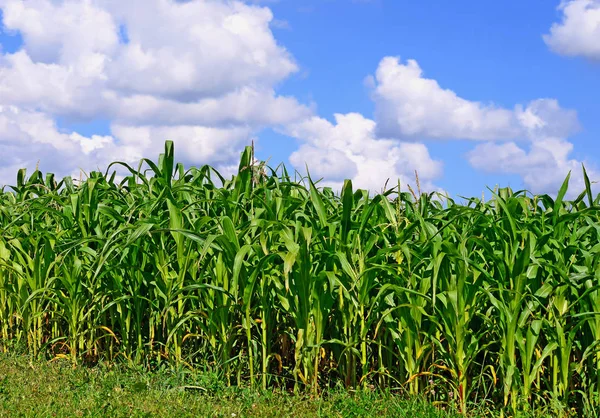 Młode Uprawy Kukurydzy Obszarach Wiejskich — Zdjęcie stockowe