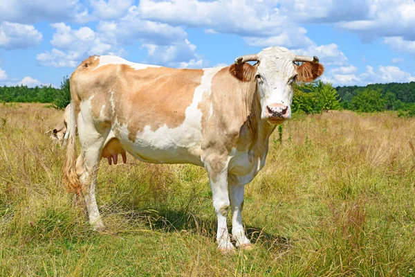 Cow Summer Pasture Sunny Day — 图库照片