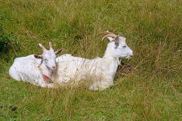 White Goats Green Meadow — 图库照片