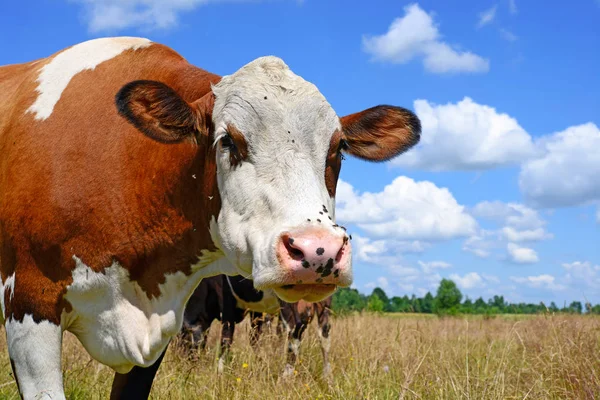 Cow Portrait Blue Sky Background — Stok fotoğraf